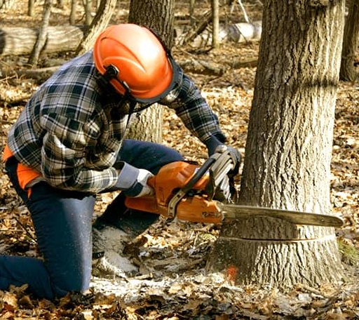Tree Removal in Cedar Island, NC